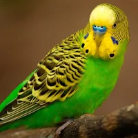 budgie Bird Wallpapers