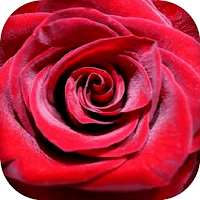 Flowers and Roses Animated Gif