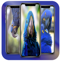 Macaw Parrot Wallpaper