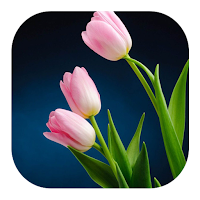 Tulip Live Wallpapers