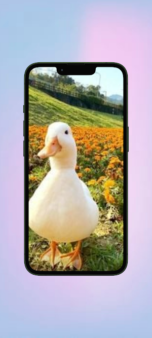 Bebek WalL Screenshot 0