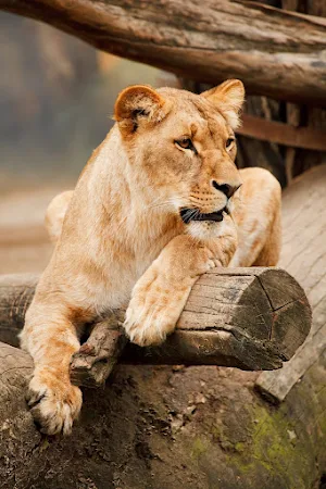 Lions Wallpapers Screenshot 3