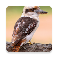 Kookaburra Bird Sound Collecti