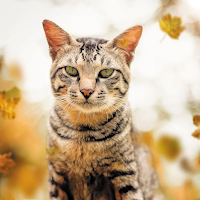 Animal Wallpapers