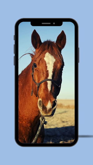 Horses Ringtone Screenshot 2