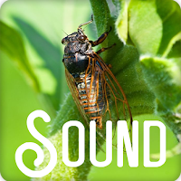 Cicada Insect Sound Ringtone