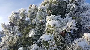 Snow wallpapers Screenshot 1