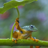Cute Green Frog Wallpaper