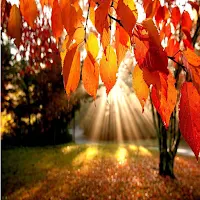 Autumn Wallpapers 4k 2023