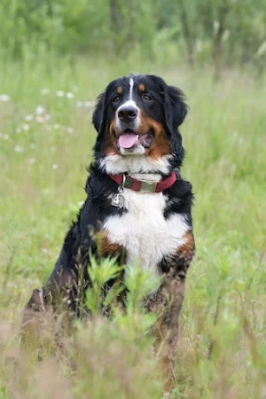 Bernese Mountain Dog Wallpaper Screenshot 1