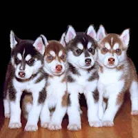 Cute Husky Puppy Wallpaper