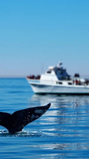 Whale Watching Wallpaper Screenshot 0