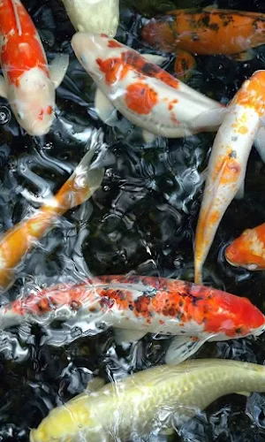 Koi Fish HD Wallpapers Screenshot 3