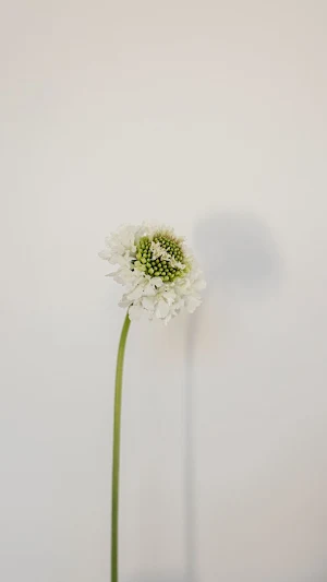 Scabiosa Wallpaper Screenshot 1