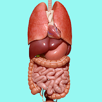 Organs