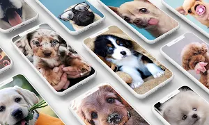 Puppy Wallpaper Screenshot 0