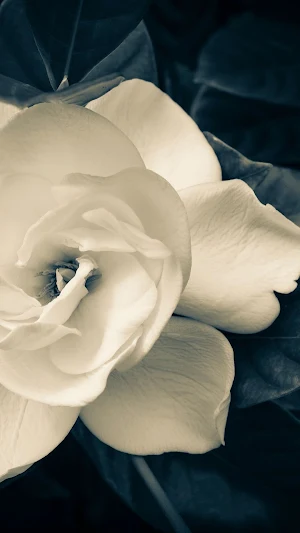 Gardenia Wallpaper Screenshot 3