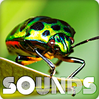 Bug Insect Sound Ringtones