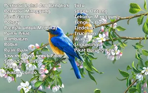 1000+ Suara Kicau Burung MP3 Screenshot 2