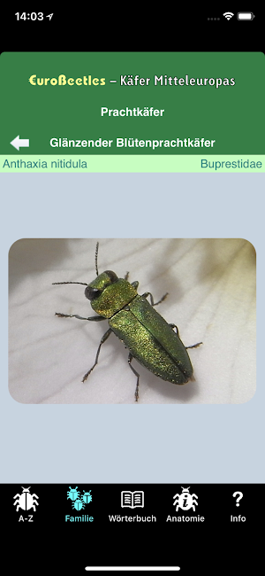 EuroBeetles Screenshot 1