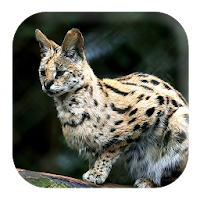 Bobcat Sounds