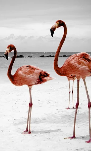 Flamingo HD Wallpapers Screenshot 1