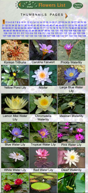 Flowers of India Screenshot 1