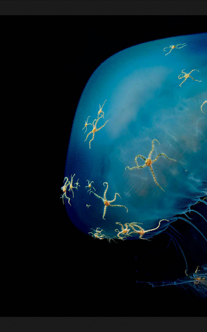 National Geographic Türkiye Screenshot 2