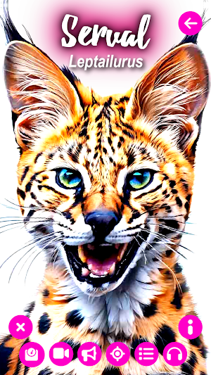 Wildcats Screenshot 0