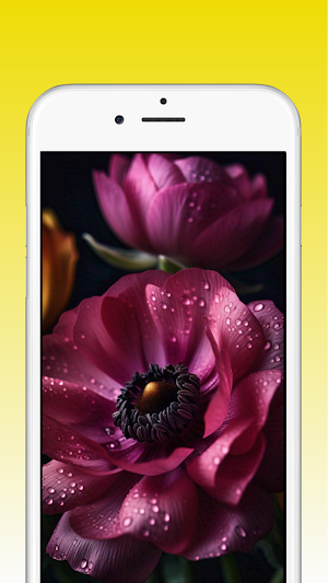 Ranunculus Flower Wallpapers Screenshot 2