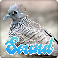 Zebra Dove Bird Sounds Effect