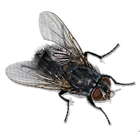 Fly Sound