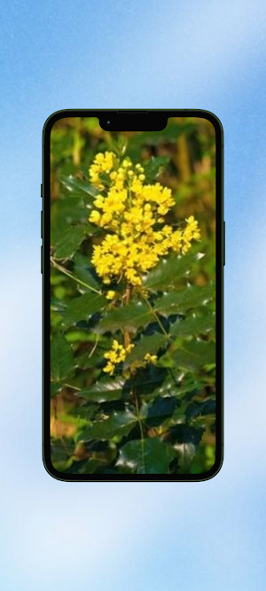 Mahonia Flower WalL Screenshot 1