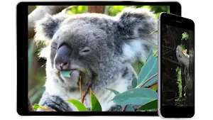 AmazingAnimalAtlas Screenshot 2