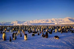 Penguin Wallpapers Screenshot 2