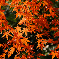 Peaceful Autumn Leaves Theme