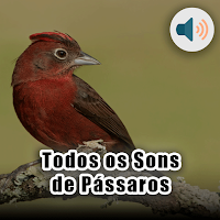 Todos os Sons de Pássaros