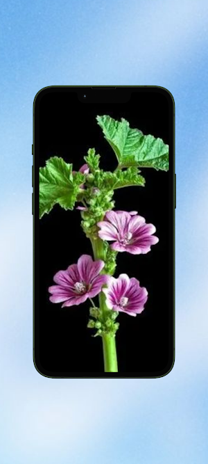 Malva Flower Wallpaper HD Screenshot 1