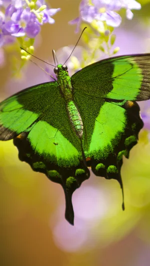 Butterfly Wallpapers Screenshot 3