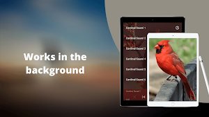 Cardinal Bird Sounds Screenshot 2
