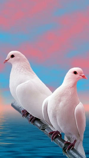 Pigeon Wallpapers Screenshot 1