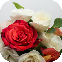 rose images hd