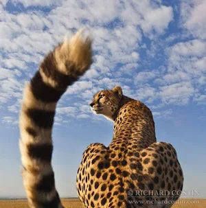 Cheetah Wallpapers HD Screenshot 2