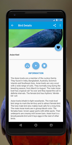 Birds Sounds and Info: Sounds Of Birds Screenshot 3