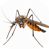 Mosquito Simulator