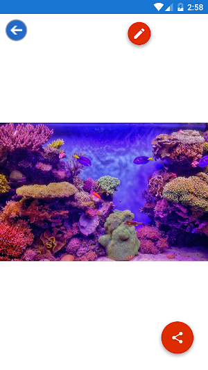 Clownfish, Coral, Sea Life, Underwater Wallpapers Screenshot 3