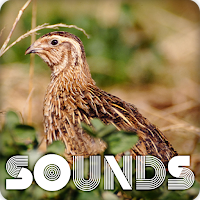 Quail Bird Sound Ringtones