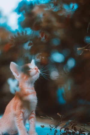 cute kitten  _ cat wallpapers Screenshot 3