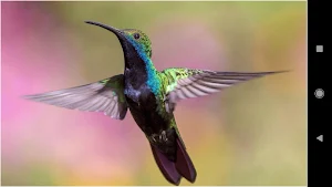 Hummingbird Backgrounds Screenshot 1