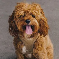 Cavapoo Dog Wallpapers